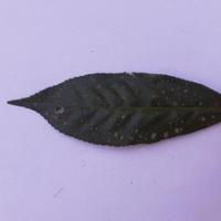 Dataset Image