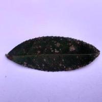 Dataset Image