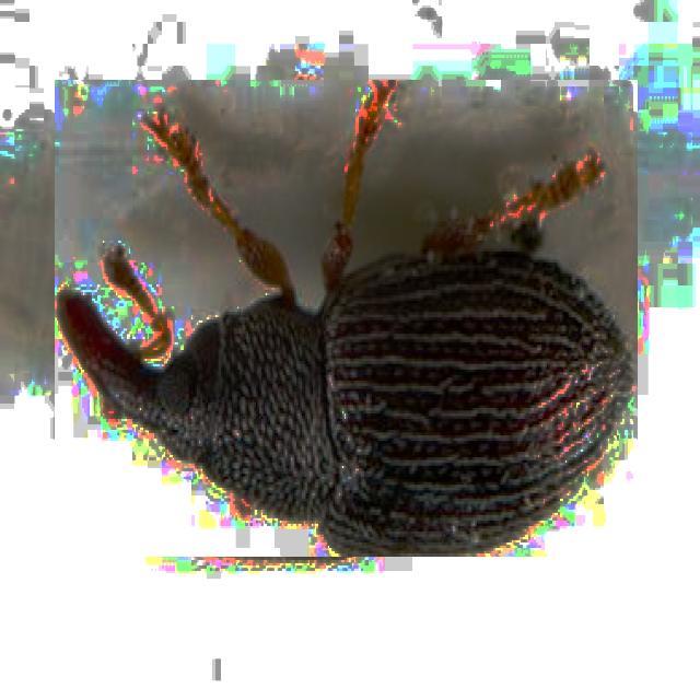 Dataset Image