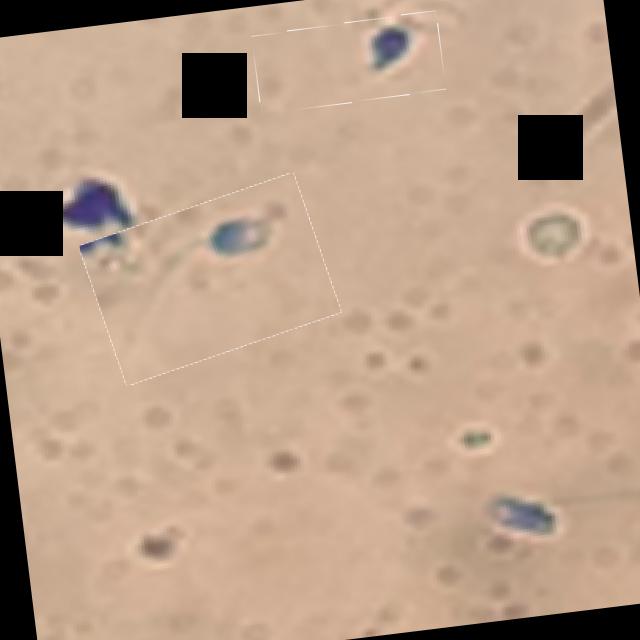 Dataset Image