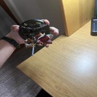Dataset Image