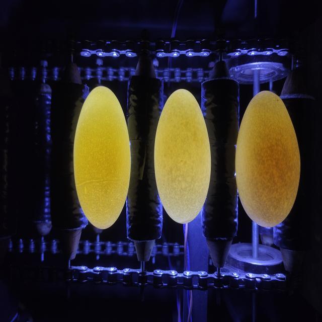 Dataset Image