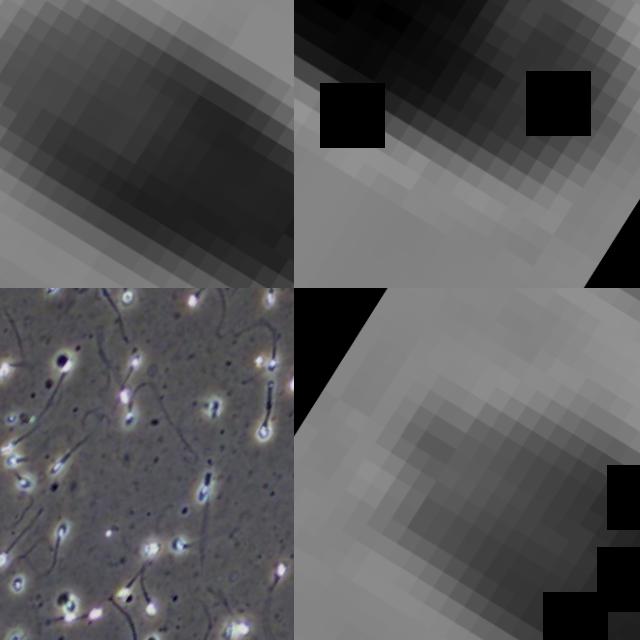 Dataset Image