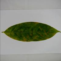 Dataset Image