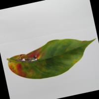 Dataset Image
