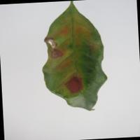 Dataset Image
