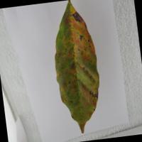 Dataset Image