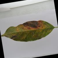 Dataset Image