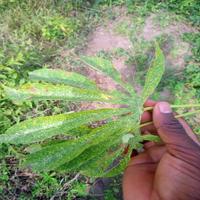 Dataset Image