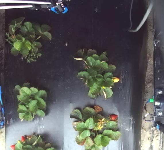 Dataset Image