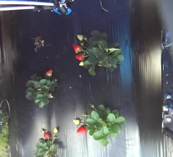 Dataset Image