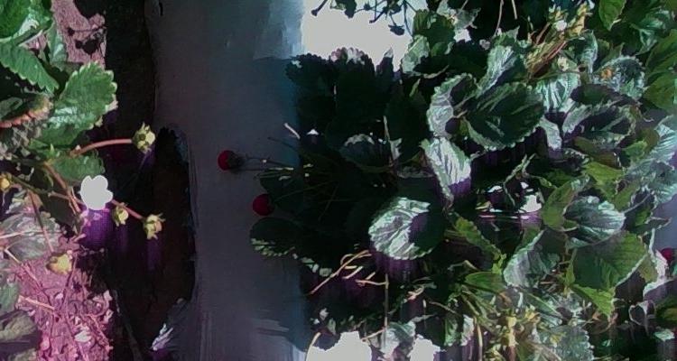 Dataset Image