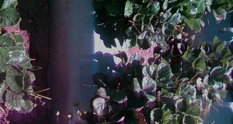Dataset Image