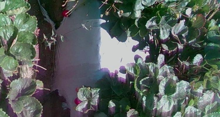 Dataset Image