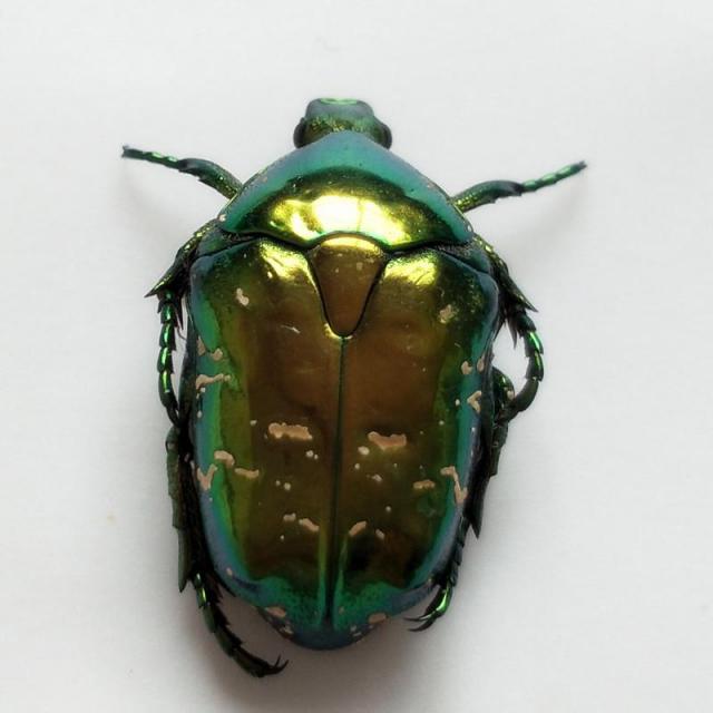 Dataset Image