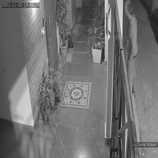 Dataset Image