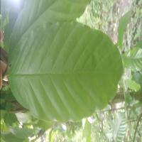 Dataset Image