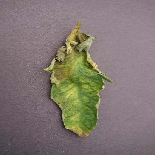 Dataset Image