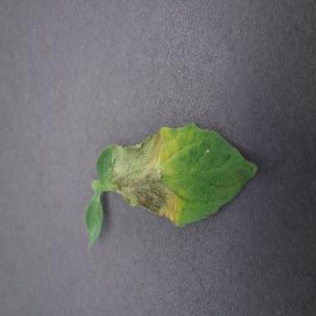 Dataset Image