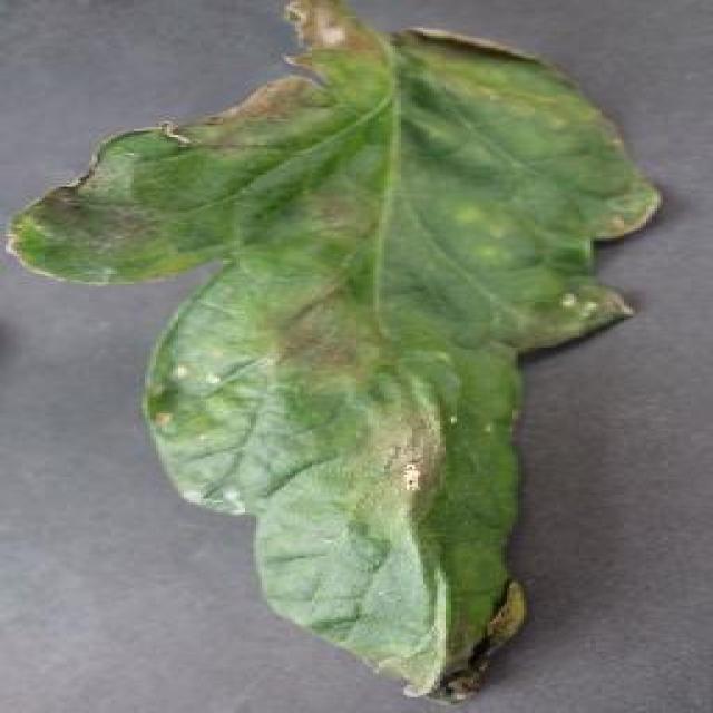 Dataset Image