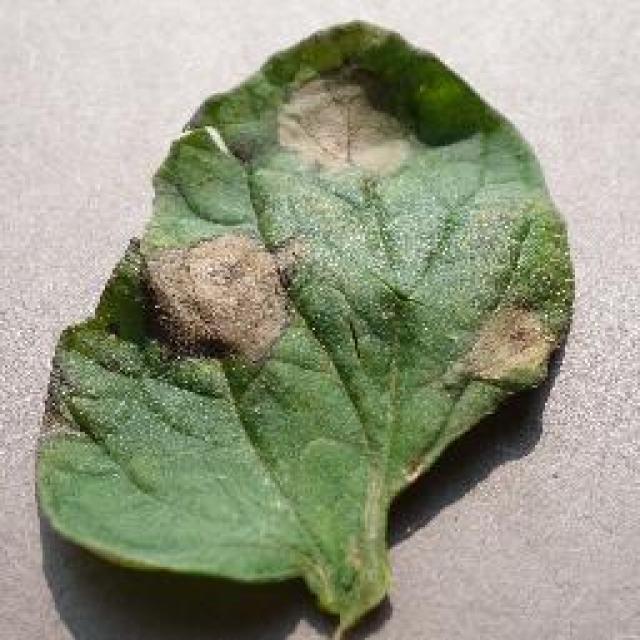 Dataset Image