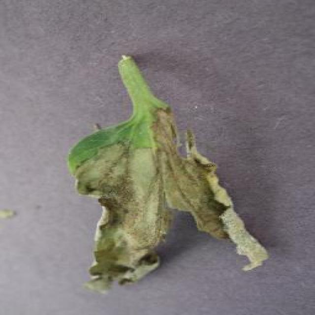 Dataset Image