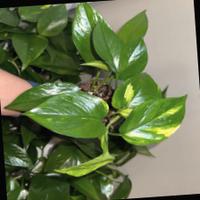 Dataset Image