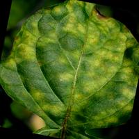 Dataset Image