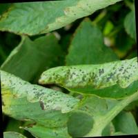 Dataset Image