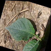 Dataset Image
