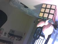 Dataset Image