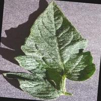 Dataset Image