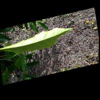 Dataset Image