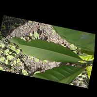 Dataset Image