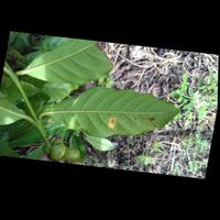 Dataset Image