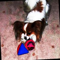 Dataset Image