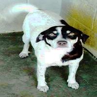 Dataset Image