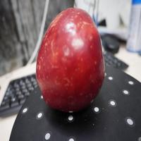 Dataset Image