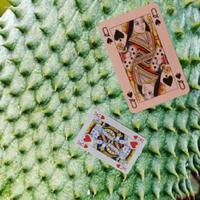 Dataset Image
