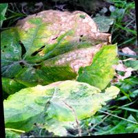 Dataset Image