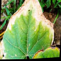 Dataset Image