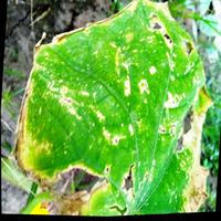 Dataset Image