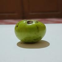 Dataset Image
