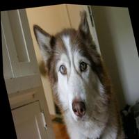 Dataset Image