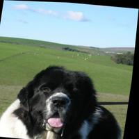Dataset Image