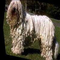 Dataset Image