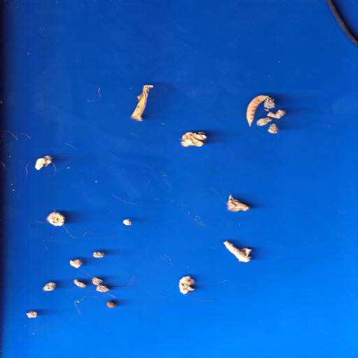Dataset Image