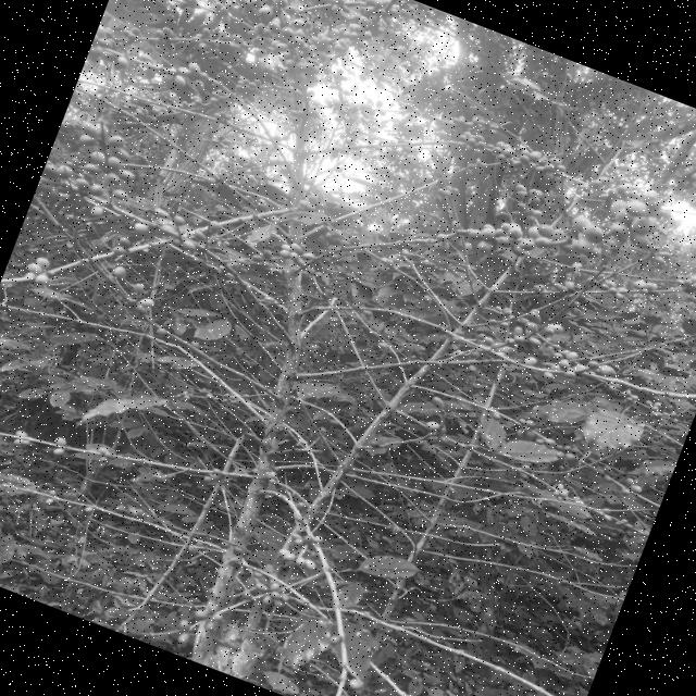 Dataset Image