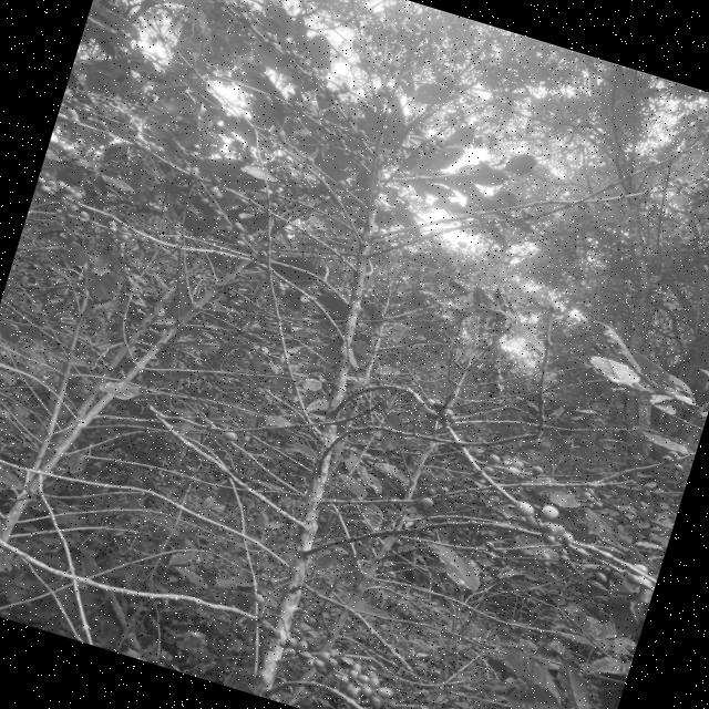 Dataset Image