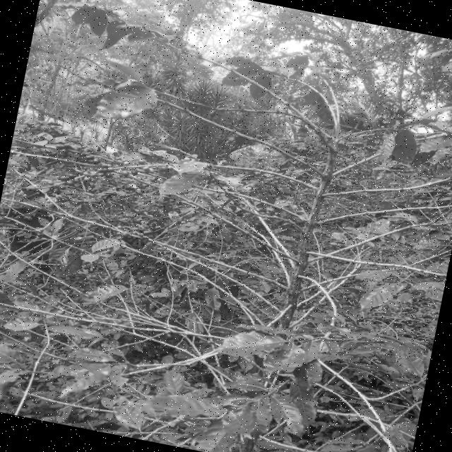 Dataset Image